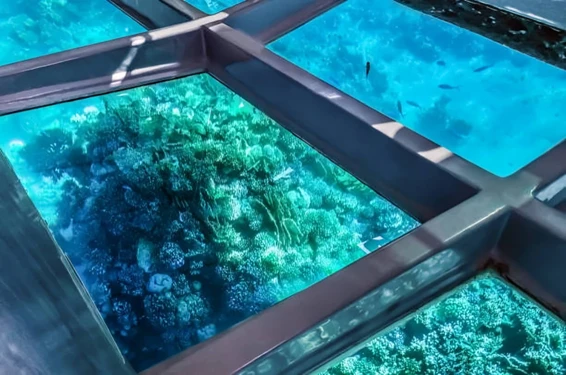 Dolphin glass bottom boat ride experience